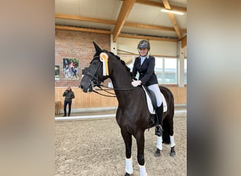 Hannoveriano, Caballo castrado, 12 años, 175 cm, Negro