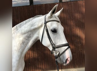 Hannoveriano, Caballo castrado, 12 años, 179 cm, Tordo