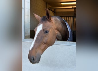 Hannoveriano, Caballo castrado, 12 años, 180 cm, Alazán-tostado