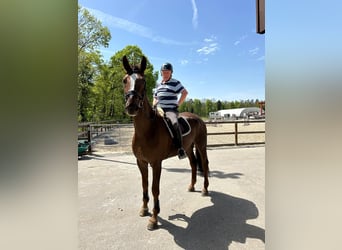 Hannoveriano, Caballo castrado, 12 años, 180 cm, Alazán-tostado