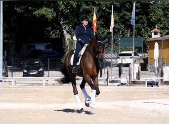 Hannoveriano, Caballo castrado, 12 años, 180 cm, Castaño