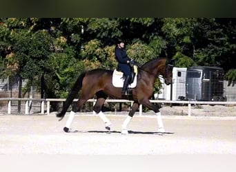 Hannoveriano, Caballo castrado, 12 años, 180 cm, Castaño