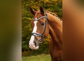 Hannoveriano, Caballo castrado, 12 años, 181 cm, Alazán
