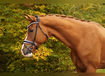 Hannoveriano, Caballo castrado, 12 años, 181 cm, Alazán