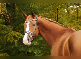 Hannoveriano, Caballo castrado, 12 años, 181 cm, Alazán