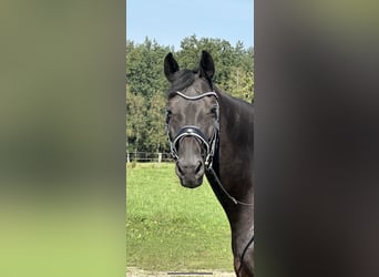 Hannoveriano, Caballo castrado, 12 años, 183 cm, Negro