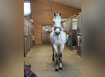 Hannoveriano, Caballo castrado, 13 años, 158 cm, White/Blanco