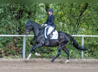 Hannoveriano, Caballo castrado, 13 años, 163 cm, Castaño