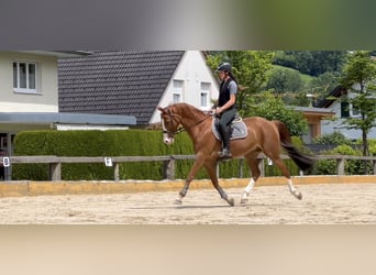 Hannoveriano, Caballo castrado, 13 años, 166 cm, Alazán