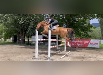 Hannoveriano, Caballo castrado, 13 años, 166 cm, Alazán