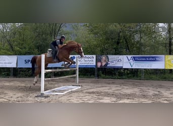 Hannoveriano, Caballo castrado, 13 años, 166 cm, Alazán