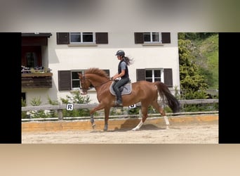 Hannoveriano, Caballo castrado, 13 años, 166 cm, Alazán