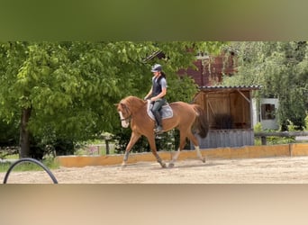 Hannoveriano, Caballo castrado, 13 años, 166 cm, Alazán