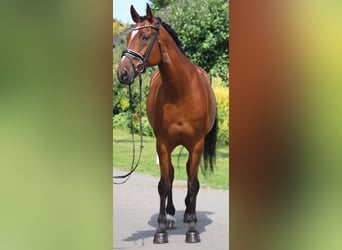 Hannoveriano, Caballo castrado, 13 años, 166 cm, Castaño
