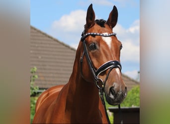 Hannoveriano, Caballo castrado, 13 años, 166 cm, Castaño