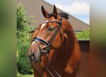 Hannoveriano, Caballo castrado, 13 años, 166 cm, Castaño