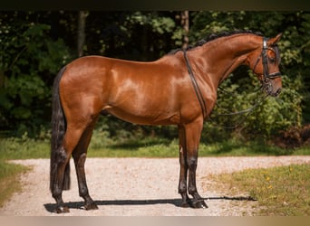 Hannoveriano, Caballo castrado, 13 años, 167 cm, Castaño