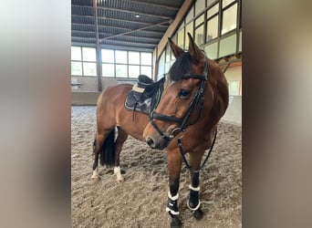 Hannoveriano, Caballo castrado, 13 años, 167 cm, Castaño