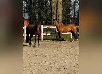 Hannoveriano, Caballo castrado, 13 años, 167 cm, Castaño