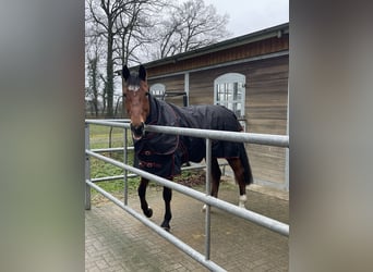 Hannoveriano, Caballo castrado, 13 años, 167 cm, Castaño
