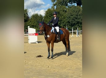 Hannoveriano, Caballo castrado, 13 años, 167 cm, Castaño