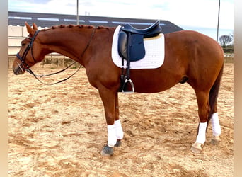 Hannoveriano, Caballo castrado, 13 años, 168 cm, Alazán