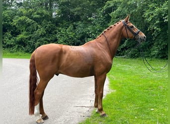 Hannoveriano, Caballo castrado, 13 años, 168 cm, Alazán