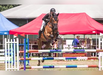 Hannoveriano, Caballo castrado, 13 años, 168 cm, Castaño rojizo