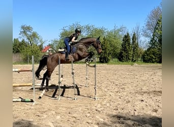 Hannoveriano, Caballo castrado, 13 años, 169 cm, Castaño rojizo