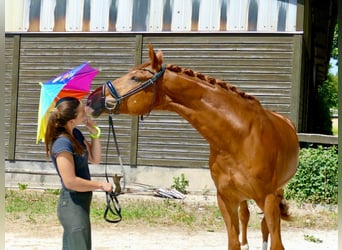 Hannoveriano, Caballo castrado, 13 años, 170 cm, Alazán