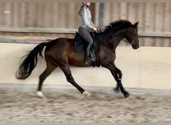 Hannoveriano, Caballo castrado, 13 años, 170 cm, Castaño oscuro