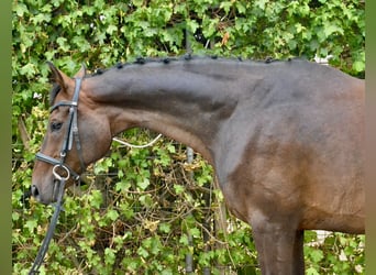 Hannoveriano, Caballo castrado, 13 años, 170 cm, Castaño oscuro