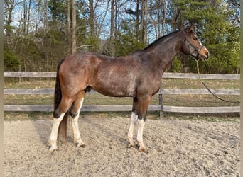 Hannoveriano, Caballo castrado, 13 años, 170 cm, Castaño rojizo