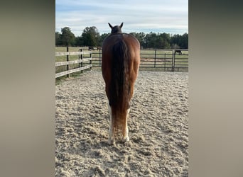 Hannoveriano, Caballo castrado, 13 años, 170 cm, Castaño rojizo