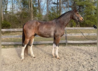 Hannoveriano, Caballo castrado, 13 años, 170 cm, Castaño rojizo