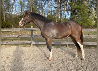 Hannoveriano, Caballo castrado, 13 años, 170 cm, Castaño rojizo