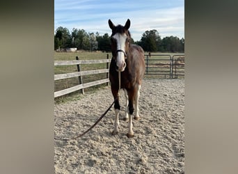 Hannoveriano, Caballo castrado, 13 años, 170 cm, Castaño rojizo