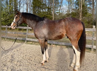 Hannoveriano, Caballo castrado, 13 años, 170 cm, Castaño rojizo