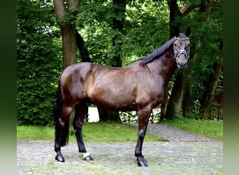 Hannoveriano, Caballo castrado, 13 años, 170 cm, Morcillo