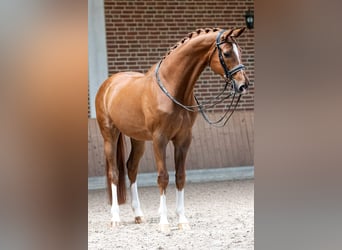 Hannoveriano, Caballo castrado, 13 años, 172 cm, Alazán