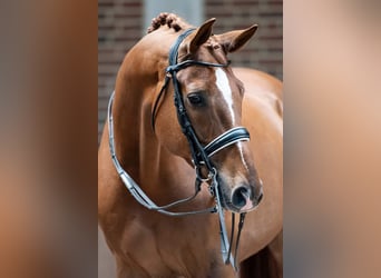 Hannoveriano, Caballo castrado, 13 años, 172 cm, Alazán