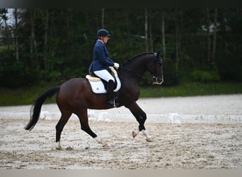 Hannoveriano, Caballo castrado, 13 años, 172 cm, Castaño