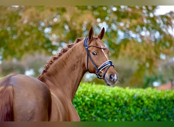 Hannoveriano, Caballo castrado, 13 años, 173 cm, Alazán