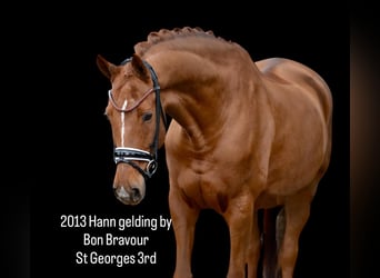 Hannoveriano, Caballo castrado, 13 años, 173 cm, Alazán