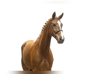 Hannoveriano, Caballo castrado, 13 años, 173 cm, Alazán