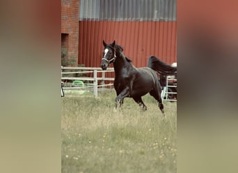 Hannoveriano, Caballo castrado, 13 años, 173 cm, Negro