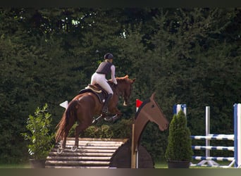 Hannoveriano, Caballo castrado, 13 años, 174 cm, Alazán-tostado