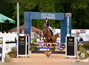 Hannoveriano, Caballo castrado, 13 años, 174 cm, Alazán-tostado