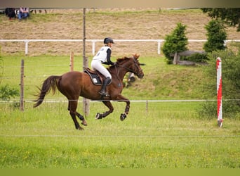 Hannoveriano, Caballo castrado, 13 años, 174 cm, Alazán-tostado
