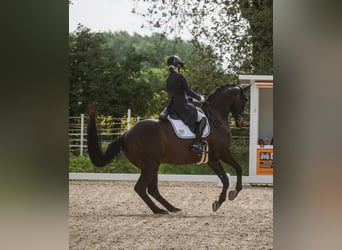 Hannoveriano, Caballo castrado, 13 años, 174 cm, Castaño oscuro